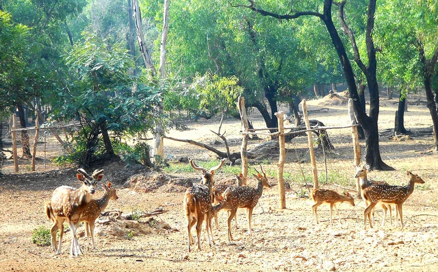 Spotted Deer Park and Forest Wildlife Habitats in South India